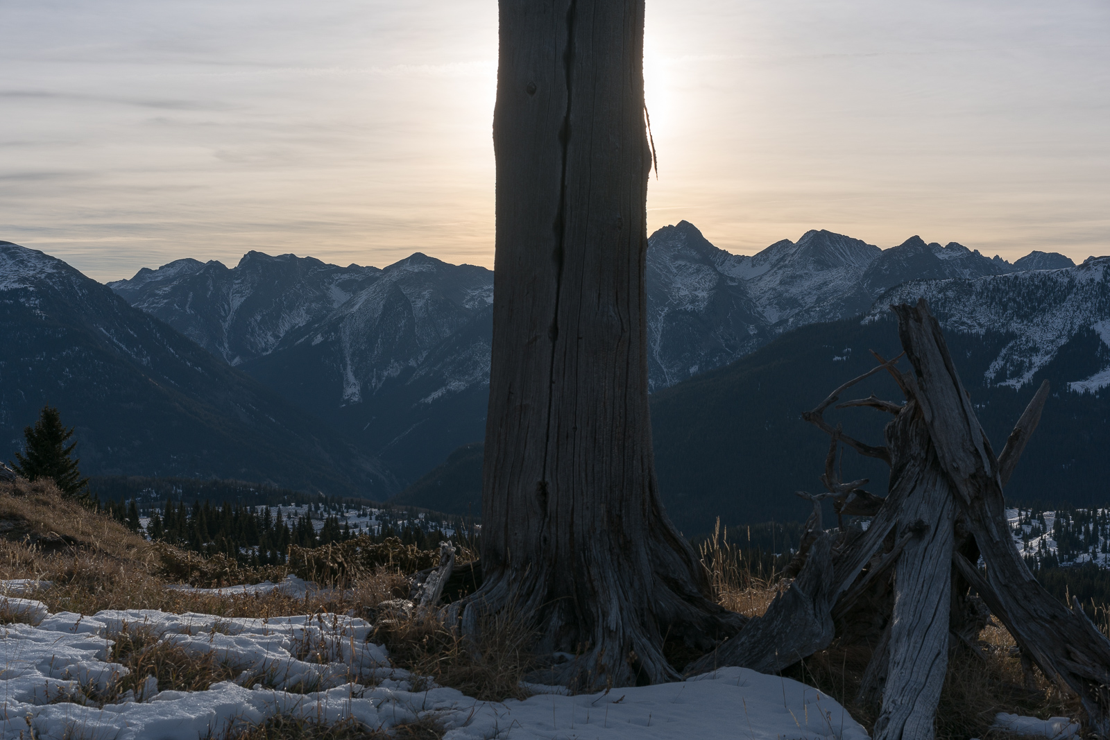 Sunscreen tree