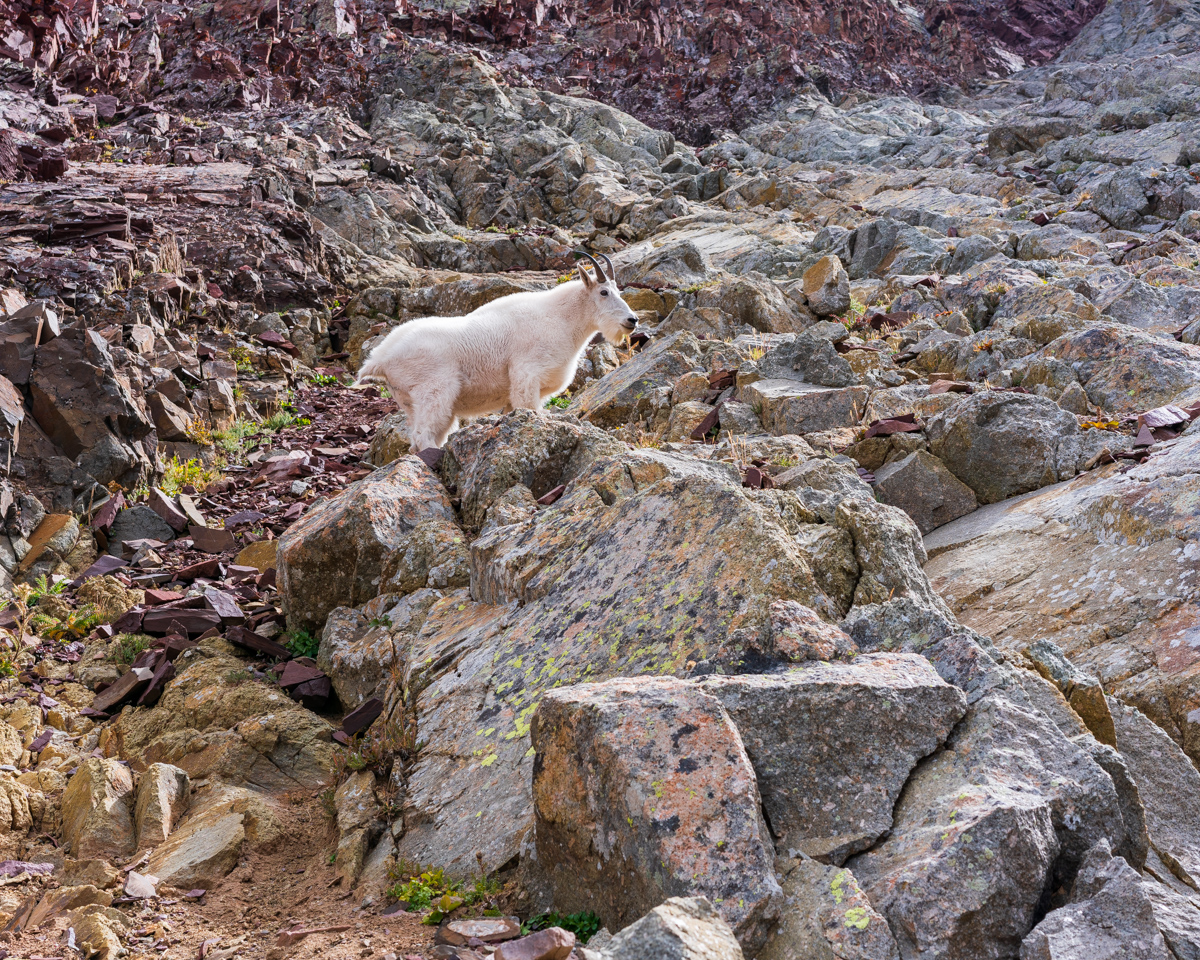 Thunder Pyramid Mountain Goat