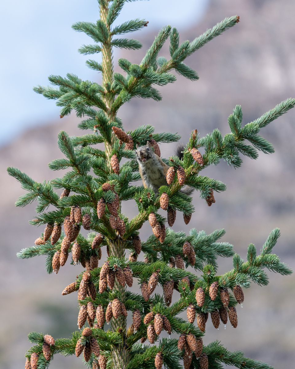 Squirrel pine cones