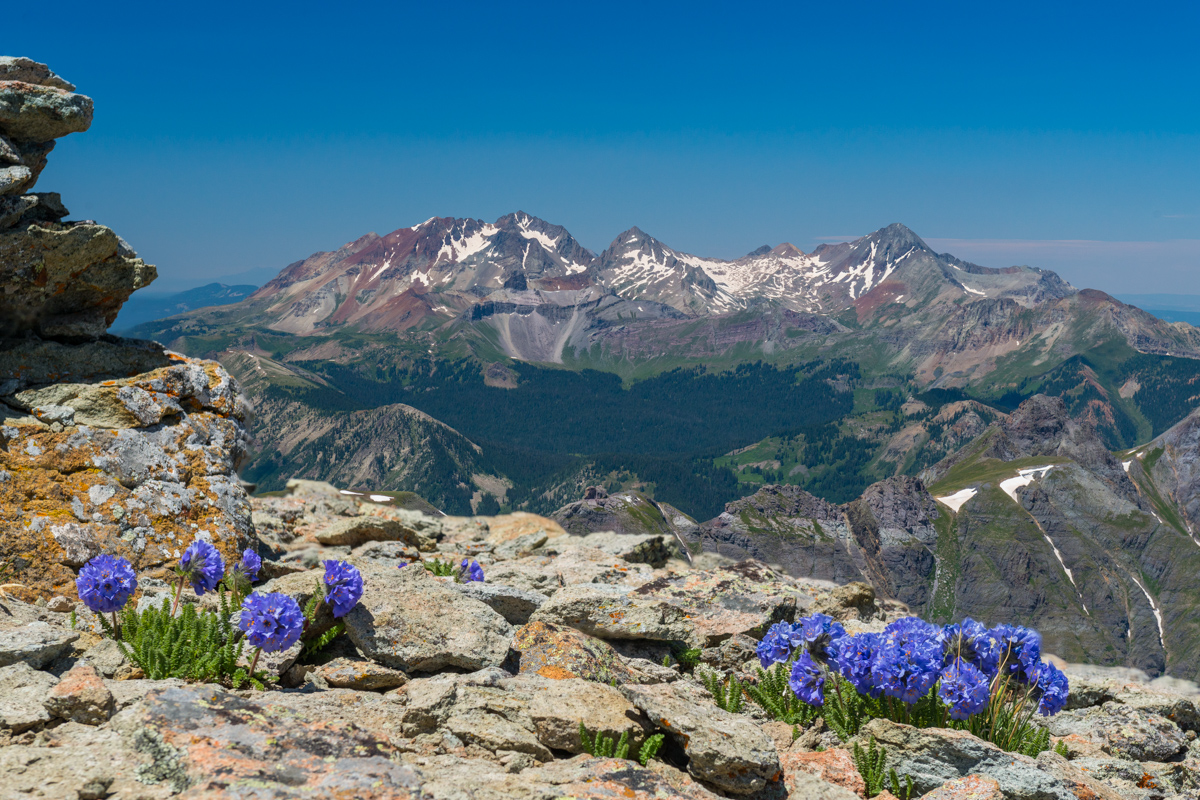 Wildflowers under Wilson Peak, Mount Wilson