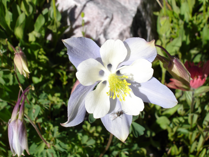 Columbine