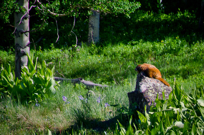 Sunbathing Marmot