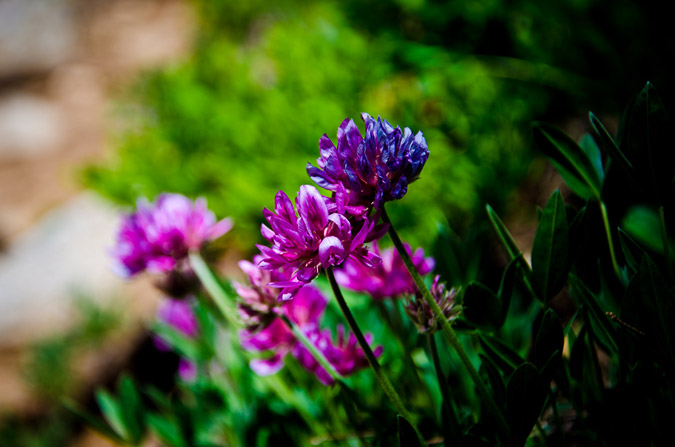 Purple Wildflowers