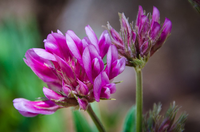 Purple Wildflowers