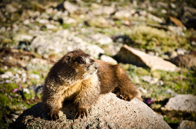 Navajo Basin Marmot