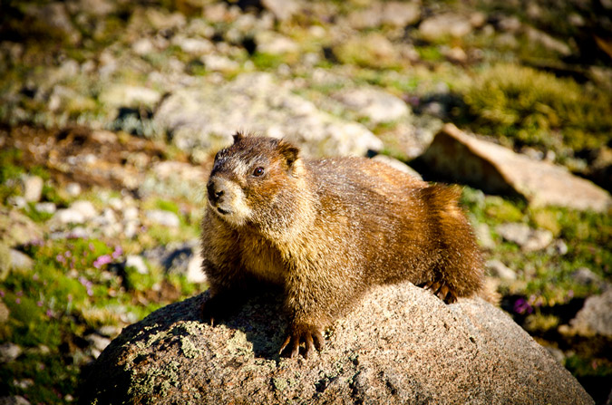 Marmot says OH CRAP