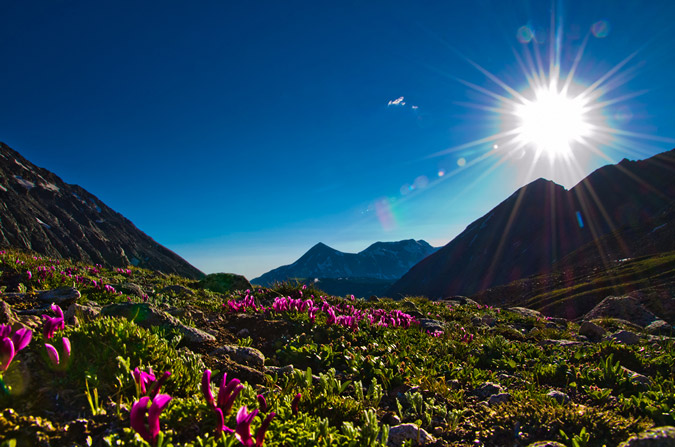 Wildflowers at sunset