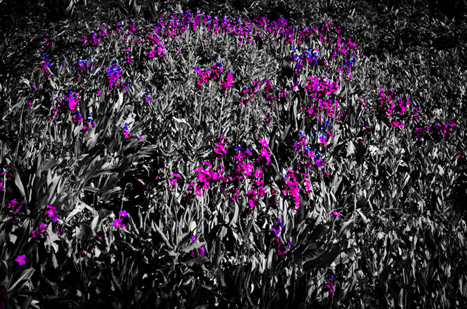 Purple Wildflowers