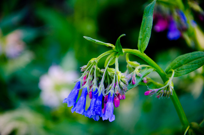 Wildflowers