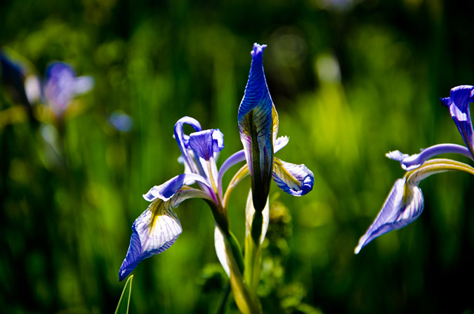 More Lilies