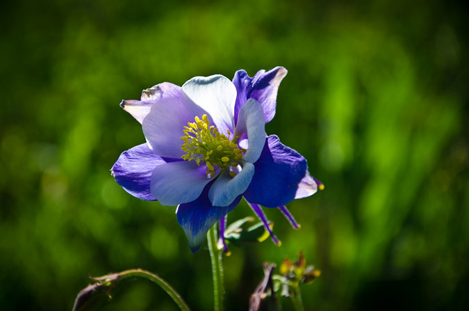 Columbine