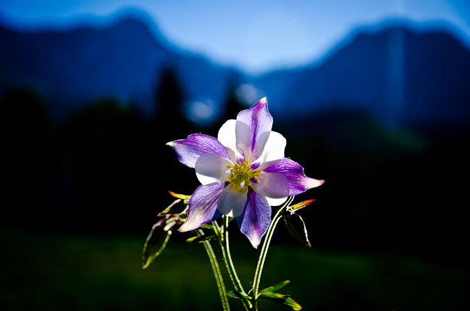 Columbine Flower