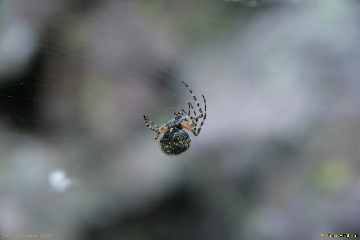 High Altitude Spider